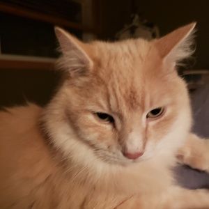 Meet your Posher, Shelley